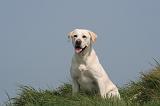 LABRADOR 1202